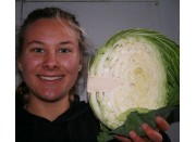 GREEN CABBAGE HALF LEVIN Grown